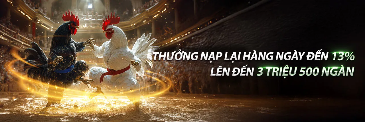 Đá gà trực tuyến hi8823 với gà chiến dũng mãnh và không khí sôi động